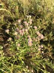 Erigeron acris podolicus