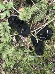 Pseudoplectania nigrella