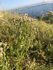 Erigeron acris podolicus