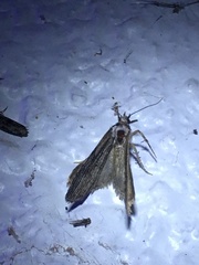 Schreckensteinioidea