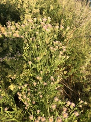 Erigeron acris podolicus