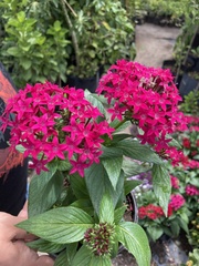 Pentas