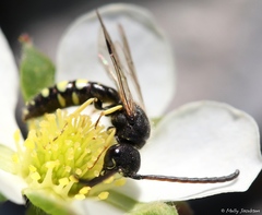 Sapyga centrata
