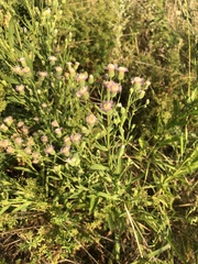 Erigeron acris podolicus