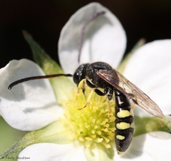Sapyga centrata