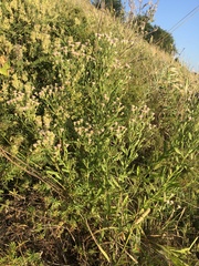 Erigeron acris podolicus