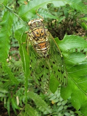 Tanna sozanensis