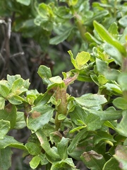 Rhopalomyia baccharis