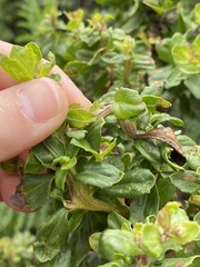 Rhopalomyia baccharis
