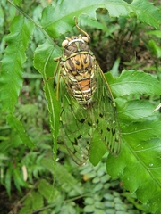 Tanna sozanensis