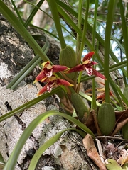 Maxillaria tenuifolia