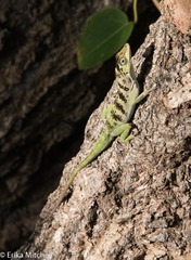 Anolis roquet salinei