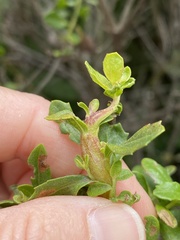 Rhopalomyia baccharis