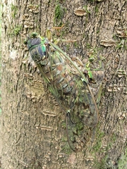 Tanna sozanensis