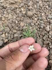 Phemeranthus confertiflorus