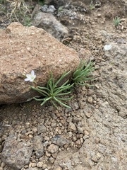 Phemeranthus confertiflorus