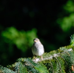 Passer domesticus
