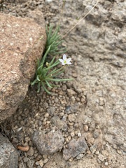 Phemeranthus confertiflorus