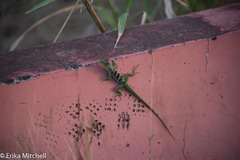 Anolis roquet salinei