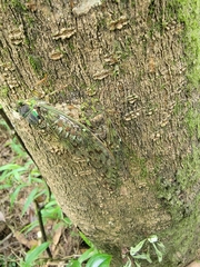 Tanna sozanensis