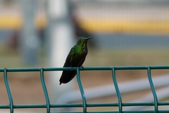 Anthracothorax aurulentus