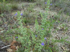 Salvia texana