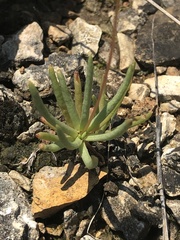 Phemeranthus calycinus