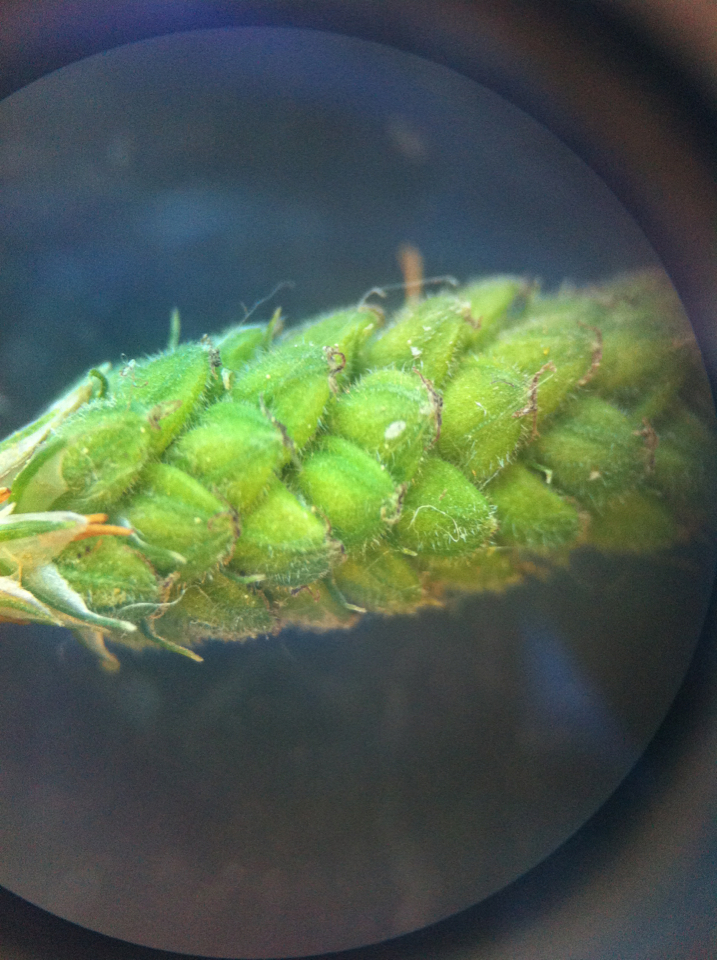 Carex sect. Porocystis