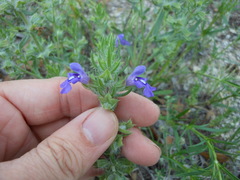 Salvia texana