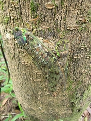 Tanna sozanensis