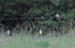 Tyrannus melancholicus × savana