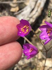 Phemeranthus calycinus