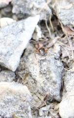 Anthelephila imperatrix