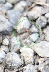 Anthelephila imperatrix