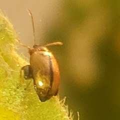 Psylliodes affinis