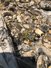 Phemeranthus calycinus