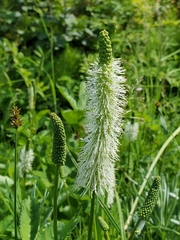 Sanguisorba stipulata