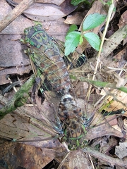 Tanna sozanensis