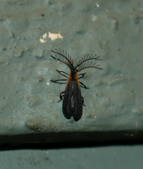 Leptoceletes basalis