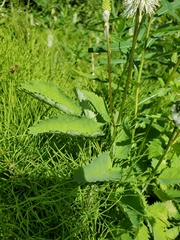 Sanguisorba stipulata