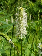 Sanguisorba stipulata