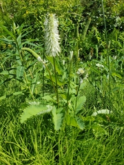 Sanguisorba stipulata