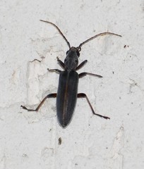 Oxacis bernadettei