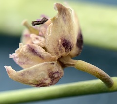 Boechera suffrutescens