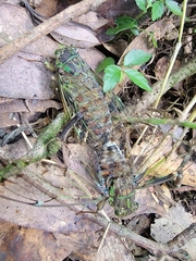 Tanna sozanensis