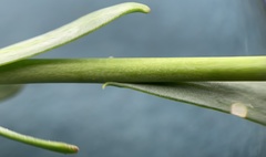 Boechera suffrutescens