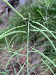 Boechera sparsiflora