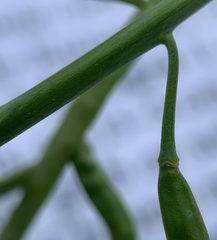 Boechera sparsiflora