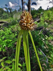 Rhynchospora cephalotes