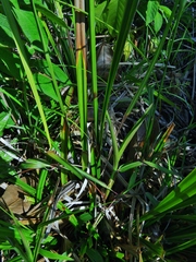 Rhynchospora cephalotes